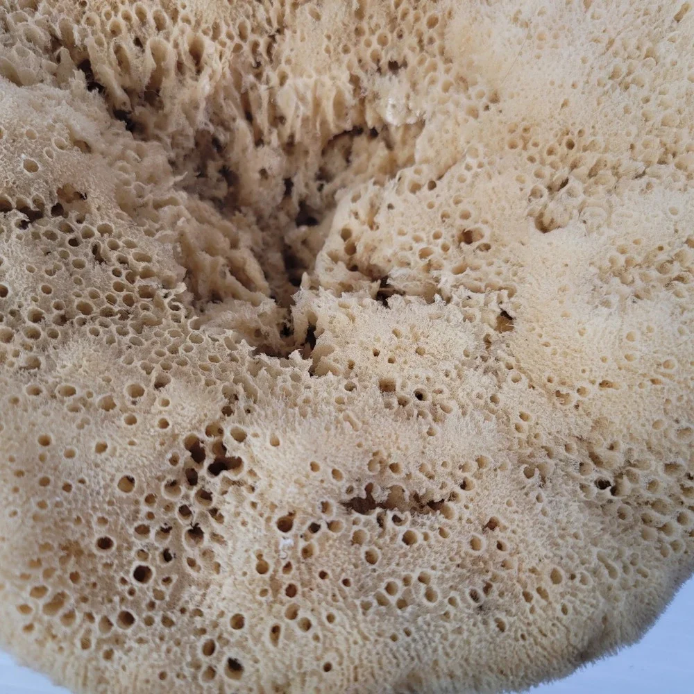 2 Natural Sea‎ Sponges Vase Cap Ocean Nautical Beach House Decor 7